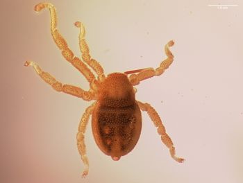 Media type: image;   Invertebrate Zoology 143922 Description: preserved specimen;